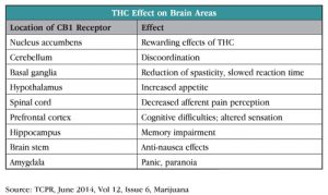 Table: THC Effect on Brain Areas